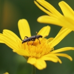 Eleale simplex (Clerid beetle) at Cook, ACT - 3 Nov 2021 by Tammy