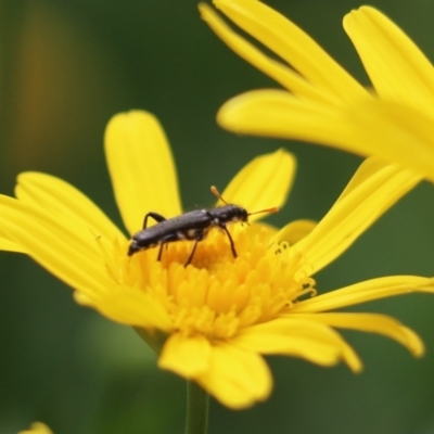 Eleale simplex (Clerid beetle) at Cook, ACT - 3 Nov 2021 by Tammy