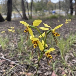 Diuris sulphurea at O'Connor, ACT - 6 Nov 2021