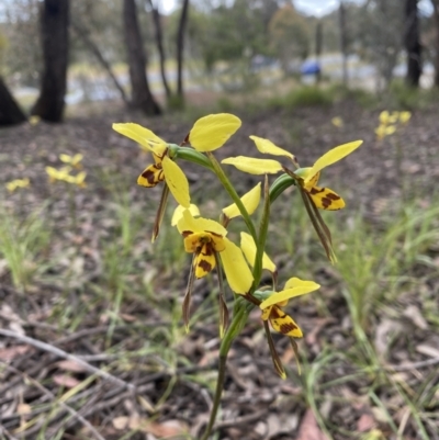 Diuris sulphurea (Tiger Orchid) at O'Connor, ACT - 5 Nov 2021 by rosiecooney