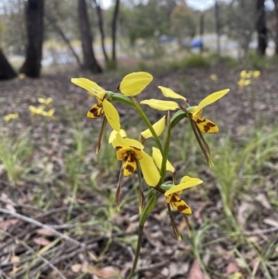 Diuris sulphurea (Tiger Orchid) at O'Connor, ACT - 6 Nov 2021 by rosiecooney