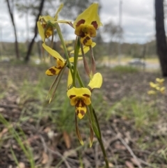 Diuris sulphurea at O'Connor, ACT - 6 Nov 2021