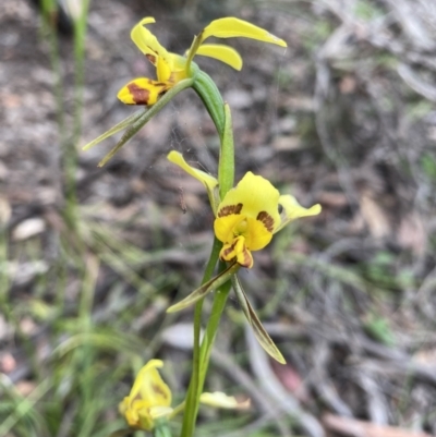 Diuris sulphurea (Tiger Orchid) at Bruce, ACT - 5 Nov 2021 by rosiecooney