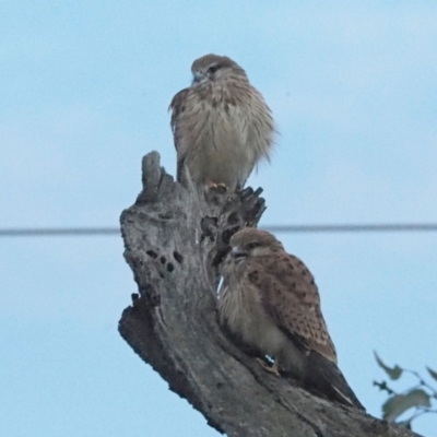 Falco cenchroides (Nankeen Kestrel) at Holt, ACT - 6 Nov 2021 by wombey