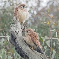 Falco cenchroides at Holt, ACT - 6 Nov 2021