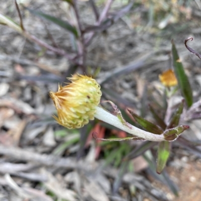 Coronidium oxylepis subsp. lanatum (Woolly Pointed Everlasting) at Bruce, ACT - 6 Nov 2021 by rosiecooney