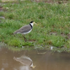 Vanellus miles (Masked Lapwing) at Lyneham, ACT - 5 Nov 2021 by RobertD