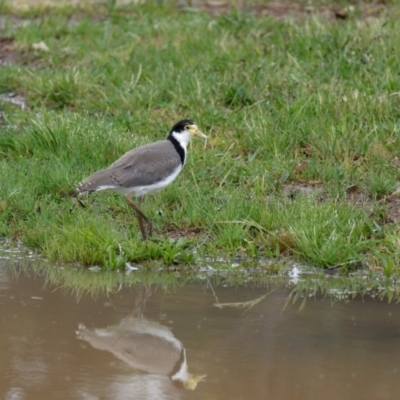 Vanellus miles (Masked Lapwing) at Lyneham, ACT - 6 Nov 2021 by RobertD