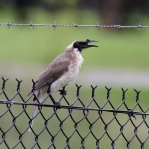 Philemon corniculatus at Lyneham, ACT - 6 Nov 2021