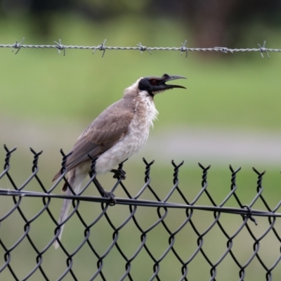 Philemon corniculatus (Noisy Friarbird) at Sullivans Creek, Lyneham North - 6 Nov 2021 by RobertD