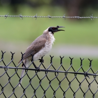 Philemon corniculatus (Noisy Friarbird) at Lyneham, ACT - 5 Nov 2021 by RobertD