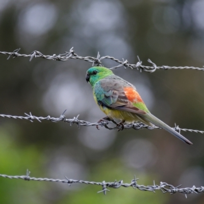 Psephotus haematonotus (Red-rumped Parrot) at Sullivans Creek, Lyneham North - 6 Nov 2021 by RobertD
