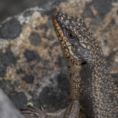 Egernia saxatilis (Black Rock Skink) at Cotter River, ACT - 3 Nov 2021 by trevsci