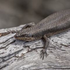 Egernia saxatilis at Cotter River, ACT - 3 Nov 2021 08:51 AM