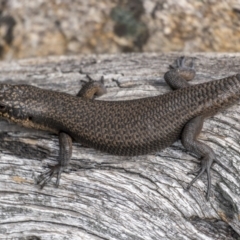 Egernia saxatilis at Cotter River, ACT - 3 Nov 2021 08:51 AM