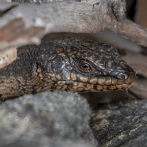 Egernia saxatilis at Cotter River, ACT - 3 Nov 2021 08:51 AM