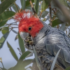 Callocephalon fimbriatum (Gang-gang Cockatoo) at Cotter River, ACT - 2 Nov 2021 by trevsci