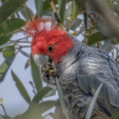 Callocephalon fimbriatum (Gang-gang Cockatoo) at Cotter River, ACT - 2 Nov 2021 by trevsci