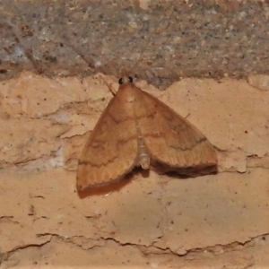 Metasia familiaris at Wanniassa, ACT - 5 Nov 2021