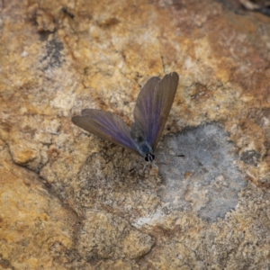 Candalides heathi at Cotter River, ACT - 3 Nov 2021 11:46 AM