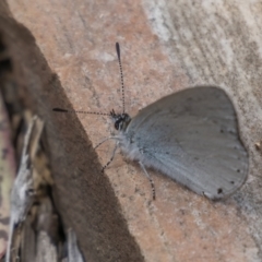 Candalides heathi at Cotter River, ACT - 3 Nov 2021 11:46 AM