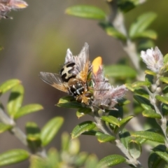 Microtropesa sp. (genus) (Tachinid fly) at Cotter River, ACT - 2 Nov 2021 by trevsci