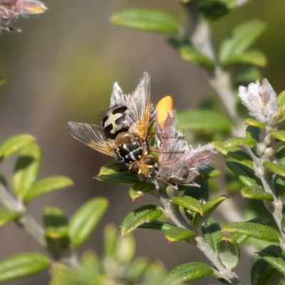 Microtropesa sp. (genus) (Tachinid fly) at Cotter River, ACT - 2 Nov 2021 by trevsci