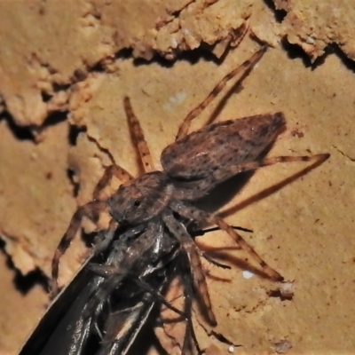 Helpis minitabunda (Threatening jumping spider) at Wanniassa, ACT - 5 Nov 2021 by JohnBundock