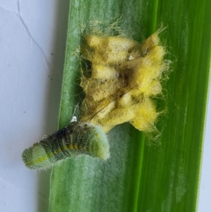 Cotesia glomerata at Isaacs, ACT - 6 Nov 2021 12:17 PM