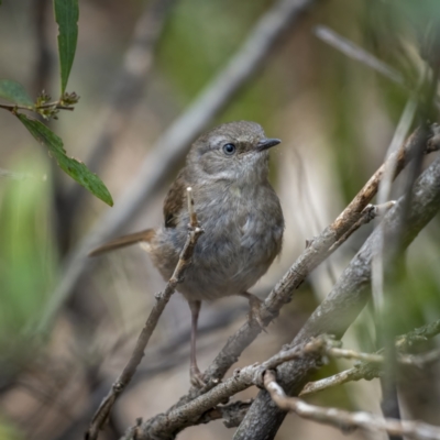 Sericornis frontalis (White-browed Scrubwren) at Cotter River, ACT - 2 Nov 2021 by trevsci