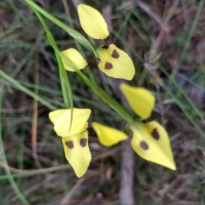 Diuris sulphurea at Greenleigh, NSW - suppressed