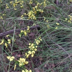 Diuris sulphurea at Greenleigh, NSW - suppressed