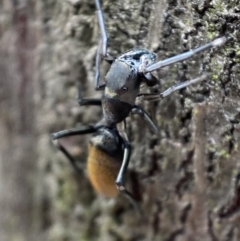 Myrmarachne luctuosa (Polyrachis Ant Mimic Spider) at Jerrabomberra, NSW - 6 Nov 2021 by SteveBorkowskis