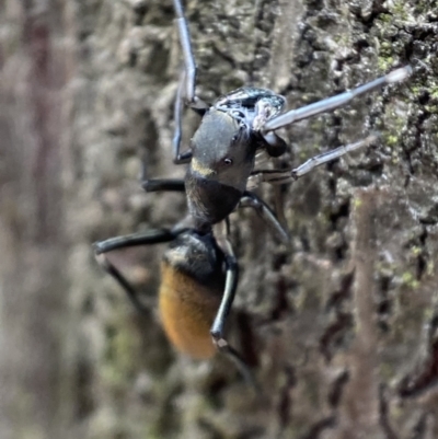 Myrmarachne luctuosa (Polyrachis Ant Mimic Spider) at Jerrabomberra, NSW - 6 Nov 2021 by SteveBorkowskis