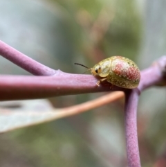 Paropsisterna fastidiosa (Eucalyptus leaf beetle) at Jerrabomberra, NSW - 6 Nov 2021 by SteveBorkowskis