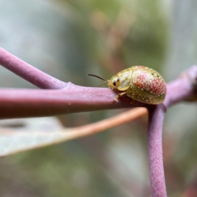 Paropsisterna fastidiosa (Eucalyptus leaf beetle) at Jerrabomberra, NSW - 6 Nov 2021 by SteveBorkowskis