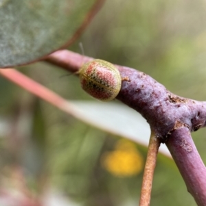 Paropsisterna fastidiosa at Jerrabomberra, NSW - 6 Nov 2021