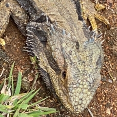 Pogona barbata (Eastern Bearded Dragon) at Hughes, ACT - 6 Nov 2021 by KL