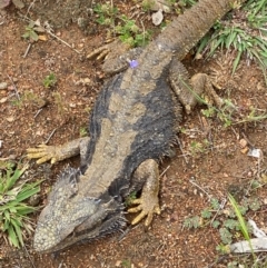 Pogona barbata at Hughes, ACT - 6 Nov 2021