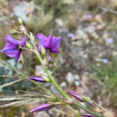 Arthropodium fimbriatum (Nodding Chocolate Lily) at Hughes, ACT - 6 Nov 2021 by KL