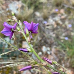 Arthropodium fimbriatum at Hughes, ACT - 6 Nov 2021 01:19 PM