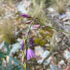 Arthropodium fimbriatum at Hughes, ACT - 6 Nov 2021 01:19 PM