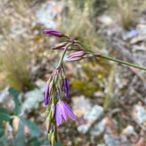 Arthropodium fimbriatum at Hughes, ACT - 6 Nov 2021 01:19 PM