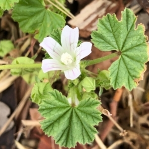 Malva neglecta at Aranda, ACT - 6 Nov 2021