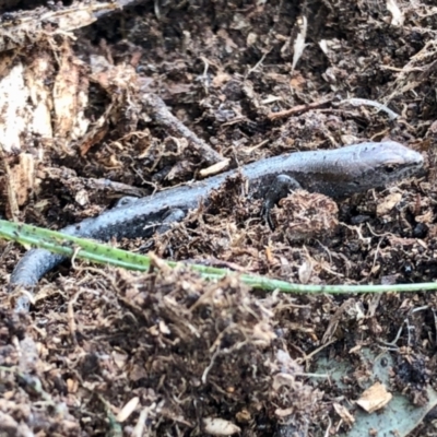 Lampropholis guichenoti (Common Garden Skink) at Aranda, ACT - 6 Nov 2021 by KMcCue