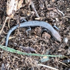 Lampropholis guichenoti at Aranda, ACT - 6 Nov 2021