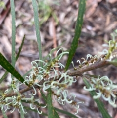 Lomatia myricoides (River Lomatia) at Hughes, ACT - 6 Nov 2021 by KL