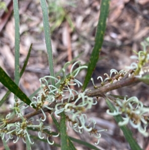 Lomatia myricoides at Hughes, ACT - 6 Nov 2021 01:24 PM