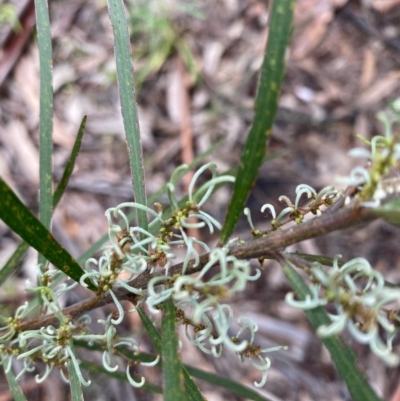 Lomatia myricoides (River Lomatia) at Hughes, ACT - 6 Nov 2021 by KL