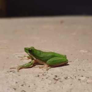 Litoria fallax at Kambah, ACT - 5 Nov 2021 09:00 PM